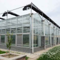 トマト農業ガラス温室植栽